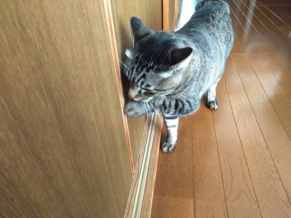 引き戸を開けようとする猫