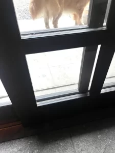 東京都北区｜玄関引戸の格子部分で割れた透明ガラス1枚を交換した事例