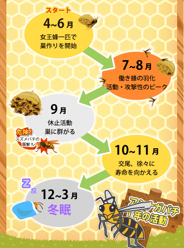 アシナガバチの1年の活動