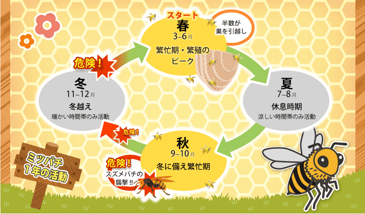 ミツバチの1年の活動