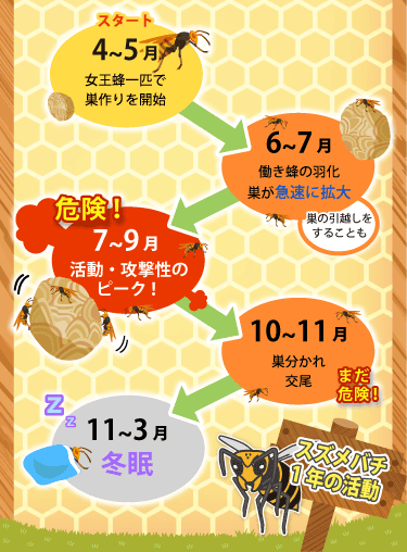 スズメバチの1年の活動