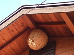 軒下にできたハチの巣
