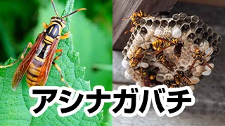 アシナガバチ