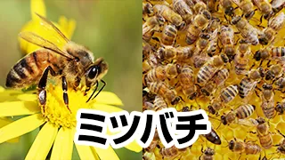 ミツバチ