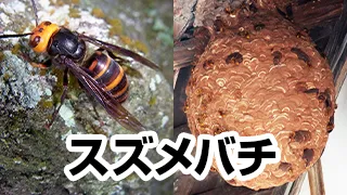 スズメバチ