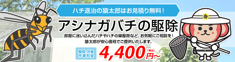 アシナガバチ