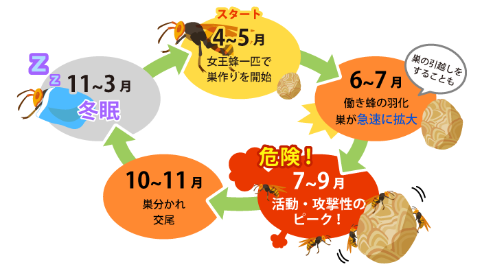 スズメバチの一年間の活動