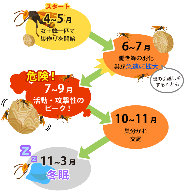 スズメバチの一年間の活動