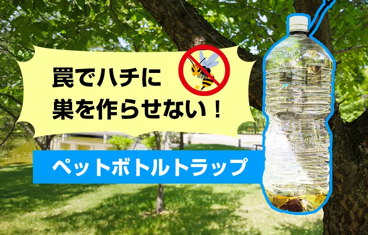 罠でハチに巣を作らせない！ペットボトルトラップ