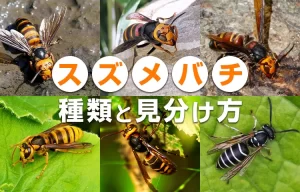 スズメバチの種類と見分け方