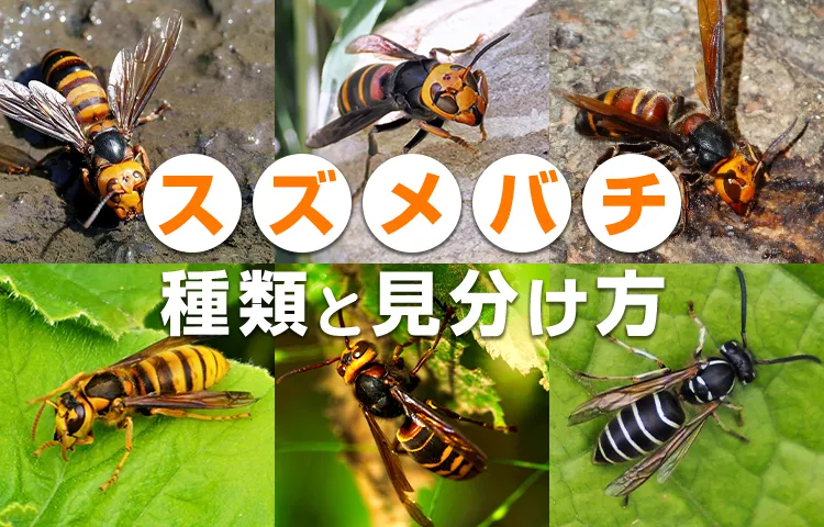スズメバチの種類と見分け方