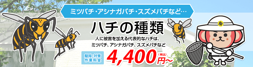ハチの種類