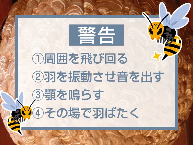 スズメバチの威嚇行動