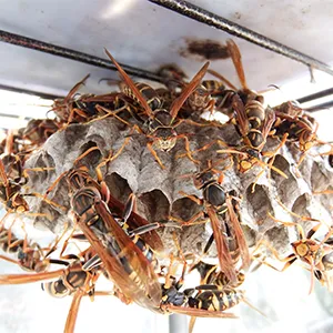 「アシナガバチ」の巣