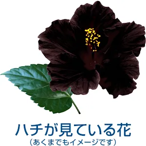 ハチの目で見た時の赤い花