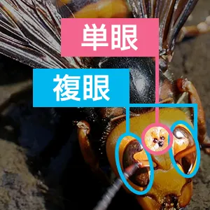 ハチの複眼と単眼
