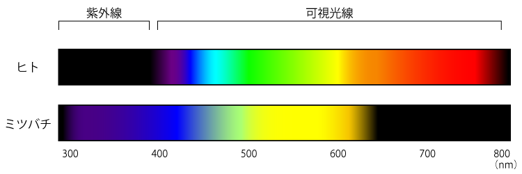 ハチの目から見える色