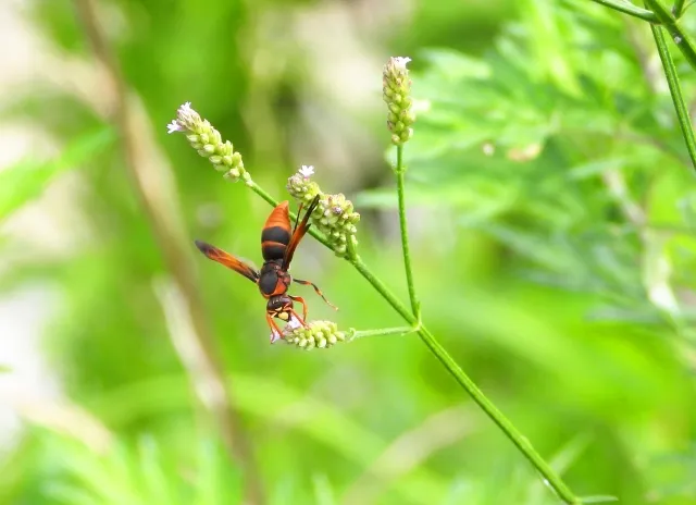 草の花にとまっている、黒とオレンジの蜂。腹の付け根が細くくびれ、羽は黒い