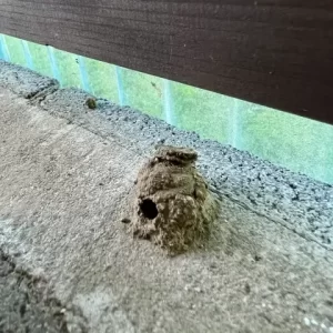 ドロバチの巣