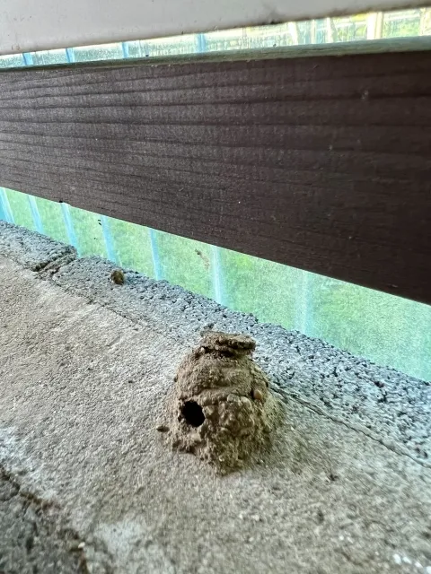 コンクリートの塀の上に付いた、泥でできた小さな壺のような蜂の巣。灰色がかった茶色で、表面はざらついている。奥には木の柵と緑の植え込みが見える