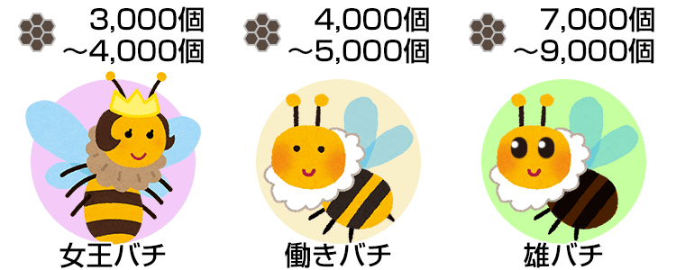 「ミツバチ」における複眼の個数差