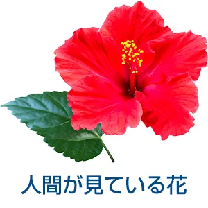 人の目で見た時の赤い花