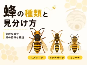 蜂の種類の見分け方｜小さい蜂・黒い蜂・刺さない蜂まで写真で解説