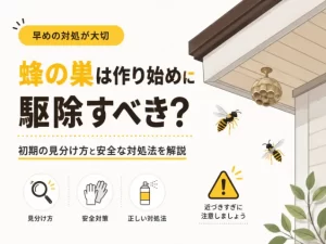 作り始めの蜂の巣は取っていい？見分け方と待つあいだに変わること
