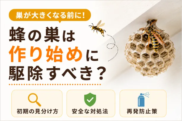 蜂の巣は作り始めに駆除すべき？初期の見分け方と安全な対処法を解説