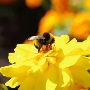 マルハナバチ