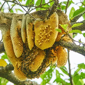 「ミツバチ」の巣