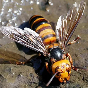 【写真】オオスズメバチ