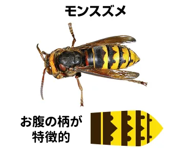 「モンスズメバチ」はお腹の柄が特徴