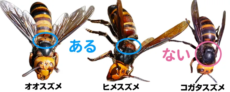 「コガタスズメバチ」は背中に柄が無い