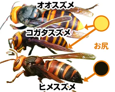 「ヒメスズメバチ」はおしりが黒い