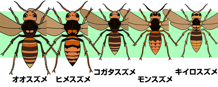 【イラスト】スズメバチのサイズ感
