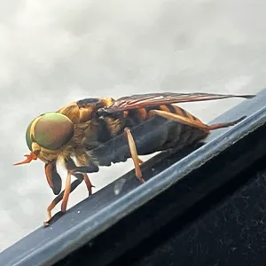 アカウシアブ