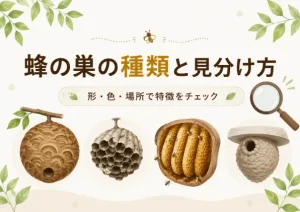 蜂の巣の種類と見分け方！形・色・場所ごとの特徴や見つけたときの対処法を解説