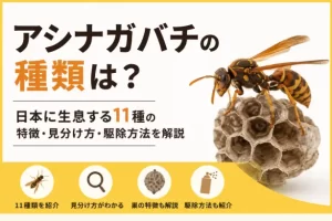 アシナガバチの種類は？日本に生息する11種の特徴・見分け方・駆除方法を解説