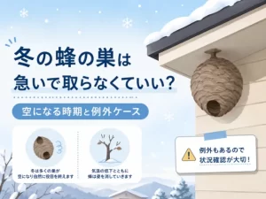冬の蜂の巣は急いで取らなくていい？空になる時期と例外になるケース