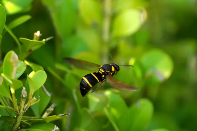 緑の葉を背景に飛んでいる、黒い体に黄色の帯が入った蜂。腹の付け根が細くくびれている