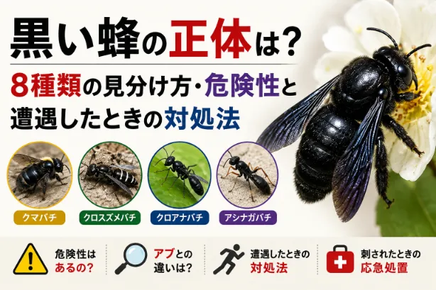 黒い蜂の正体は？8種類の見分け方・危険性と遭遇したときの対処法を解説