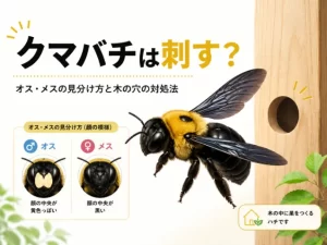 クマバチは刺す？オスとメスの見分け方と木の穴の対処法