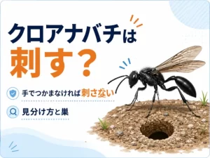 クロアナバチは刺す？手でつかまなければ刺さない蜂の見分け方と巣