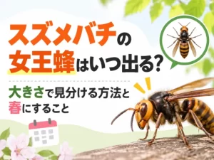 スズメバチの女王蜂はいつ出る？大きさで見分ける方法と春にすること