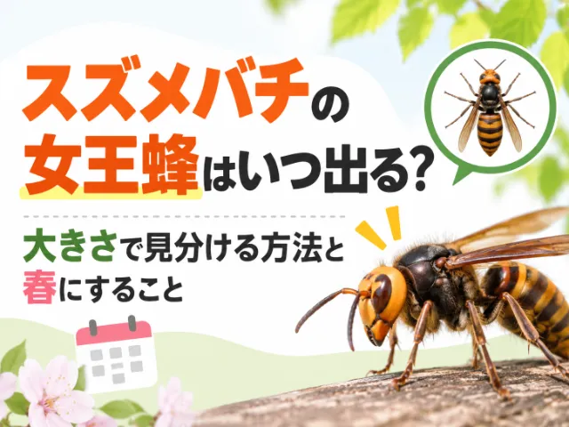 スズメバチの女王蜂はいつ出る？大きさで見分ける方法と春にすること