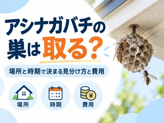 アシナガバチの巣は取る？場所と時期で決まる見分け方と費用