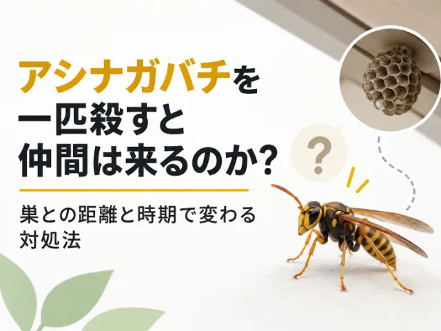 アシナガバチを一匹殺すと仲間は来るのか？巣との距離と時期で変わる