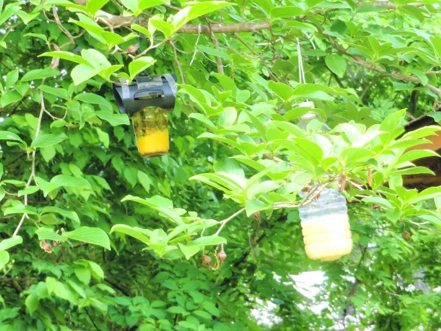 緑の葉が茂った木の枝に、ペットボトルで作ったトラップが2つつるされている。中には黄色い誘引液が入っている